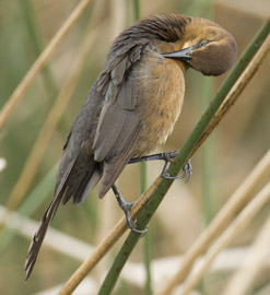 grackle
